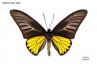 藏品(珠光裳鳳蝶)的圖片